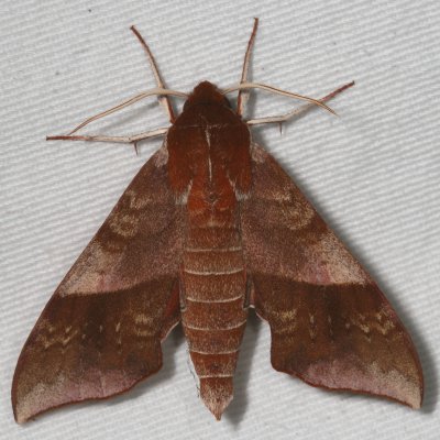 Sphingidae Moths : 7771 - 7894