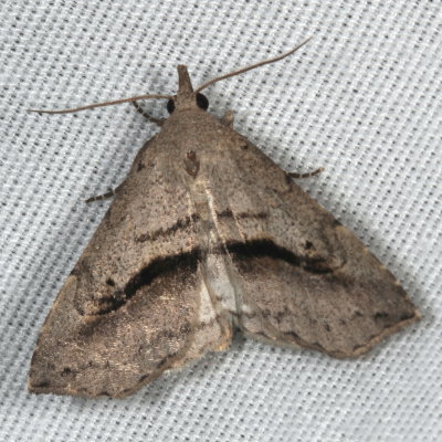 Hodges#8491 * Lost Owlet * Ledaea perditalis