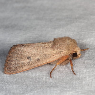 Hodges#10567 * Sheathed Quaker * Ulolonche culea