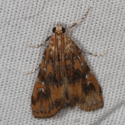 Hodges#4751 * Waterlily Borer Moth ♂ * Elophila gyralis