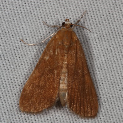 Hodges#4751 * Waterlily Borer Moth ♀  * Elophila gyralis