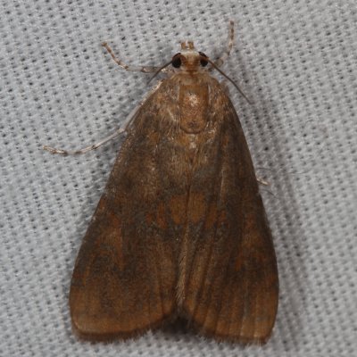 Hodges#4751 *  Waterlily Borer Moth ♀  * Elophila gyralis