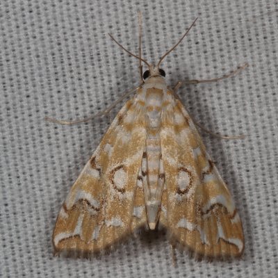 Hodges#4748 * Pondside Pyralid Moth * Elophila icciusalis