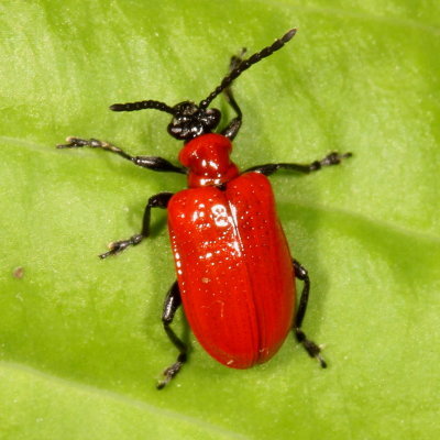 Criocerinae