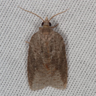 Hodges#3748 * White-lined Leafroller * Amorbia humerosana