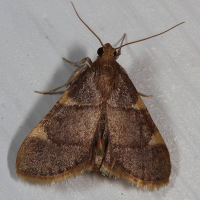 Hodges#5533 * Yellow-fringed Dolichomia Moth * Dolichomia olinalis
