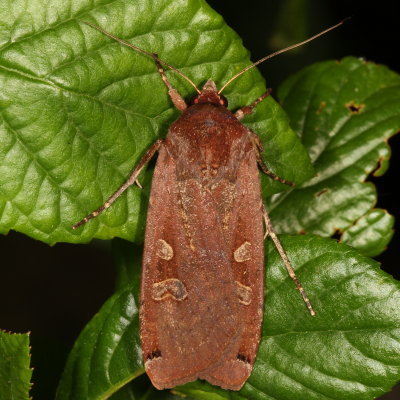 Hodges#11003.1 – Large Yellow Underwing * Noctua pronuba