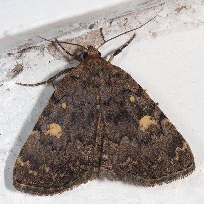 Hodges#8323 * Common Idia * Idia aemula