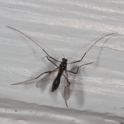 Omisus pica ♀