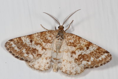 Hodges#6638 * Powder Moth * Eufidonia notataria 