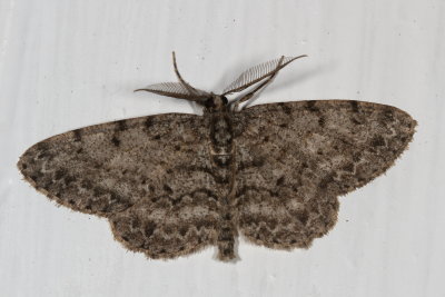 Hodges#6598 - Porcelain Gray Moth * Protoboarmia porcelaria