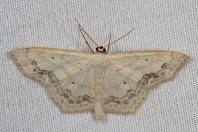 Hodges#7159 * Large Lace-border * Scopula limboundata