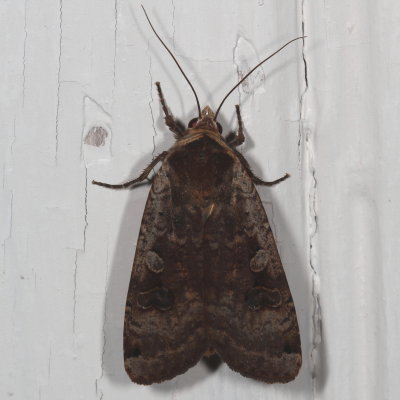 Hodges#11003.1 * Large Yellow Underwing * Noctua pronuba