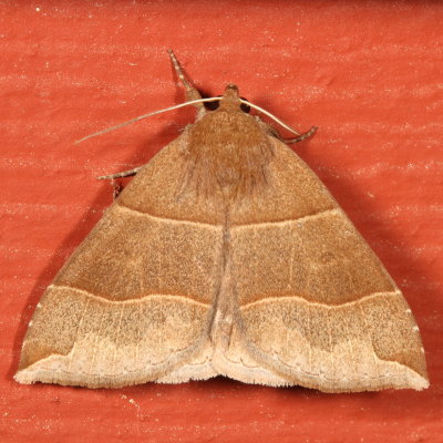 Hodges#8727 * Maple Looper Moth * Parallelia bistriaris
