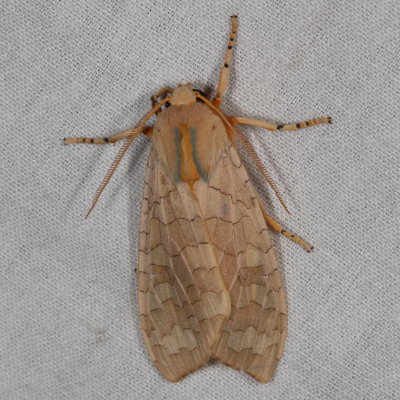 Genus Halysidota
