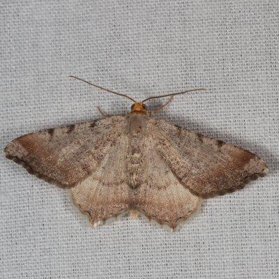 Hodges#6340 * Minor Angle Moth * Macaria minorata
