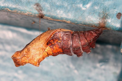 Pipevine Swallowtail chrysalis