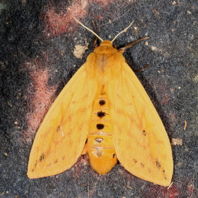 Hodges#8129 * Isabella Tiger Moth * Pyrrharctia isabella