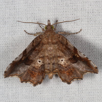 Hodges#8490 * Decorated Owlet * Pangrapta decoralis