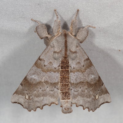 Apatelodidae through Saturniidae Moths :  7649 -7770