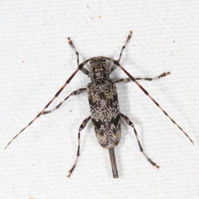 Graphisurus fasciatus  ♀ 