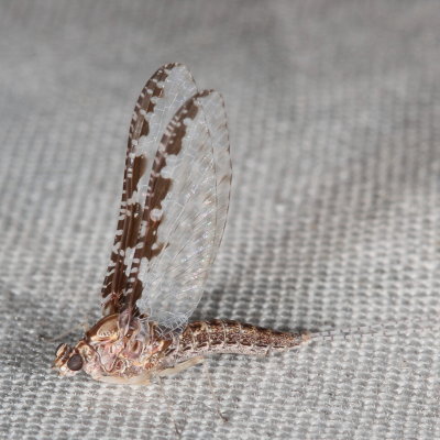 Baetidae : Small Minnow Mayflies