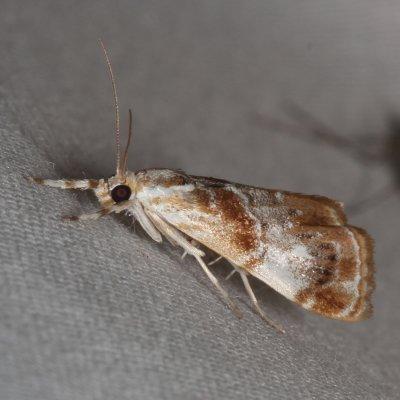 Hodges#4889 * Julia's Dicymolomia Moth * Dicymolomia julianalis