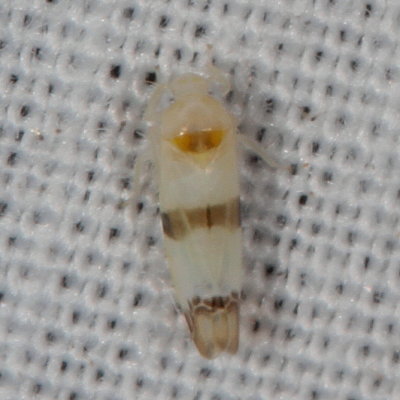 Typhlocyba gillettei