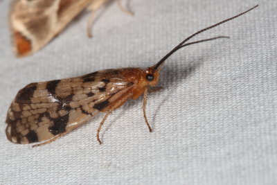 Caddisflies : Trichoptera