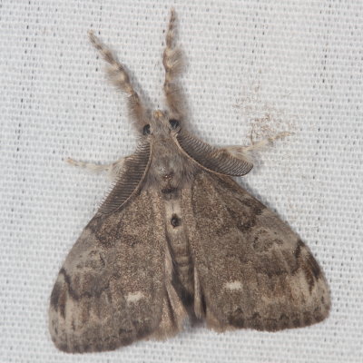 Hodges#8316 * White-marked Tussock Moth * Orgyia leucostigma