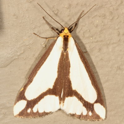 Hodges#8111 * Lecontes Haploa Moth * Haploa lecontei