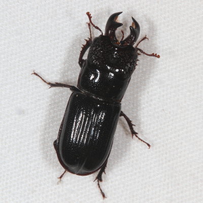 Ceruchus piceus ♂