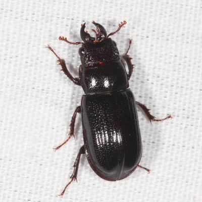 Ceruchus piceus