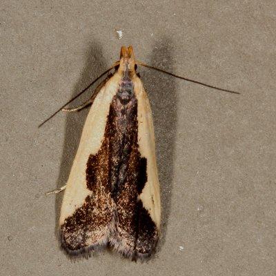 Hodges#2297 * Indented Dichomeris Moth * Dichomeris inserrata