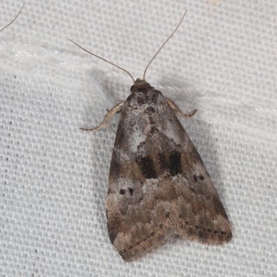 Hodges#9040  * Black-patched Graylet Moth * Hyperstrotia secta
