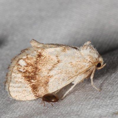 Hodges#4659 * Jeweled Tailed Slug Moth * Packardia geminata