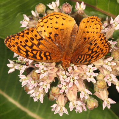 Great Spangled Fritillary