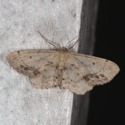 Hodges#7126 * Single-dotted Wave * Idaea dimidiata