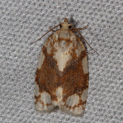 3592 - 3694 : Tortricidae : Tortricinae - Archipini 