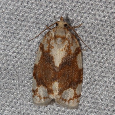 Hodges#3624 * White-spotted Leafroller * Argyrotaenia alisellana