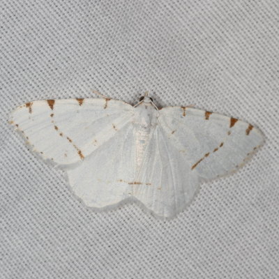 Hodges#6273 - Lesser Maple Spanworm Moth * Speranza pustularia