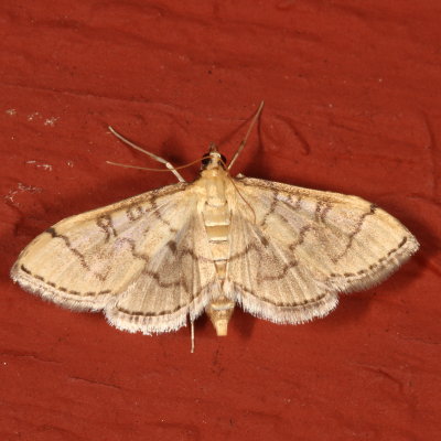 Hodges#5182 * Hollow-spotted Blepharomastix Moth * Blepharomastix ranalis