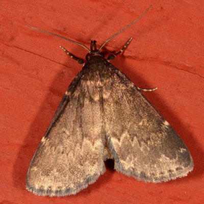 Hodges#8334 * Glossy Black Idia * Idia lubricalis
