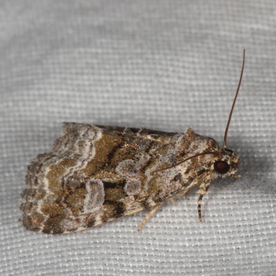 Hodges#9047 * Large Mossy Lithacodia * Protodeltote muscosula