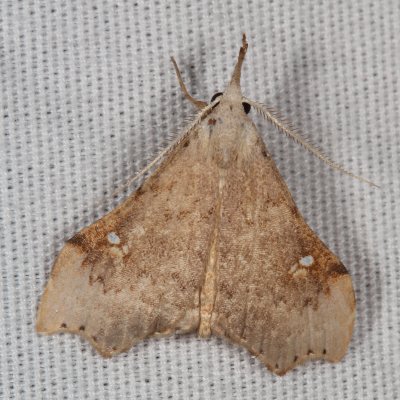 Hodges#8401 * White-spotted Redectis * Redectis vitrea