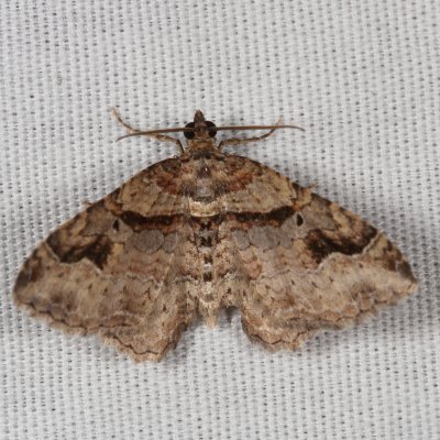 Hodges#7416 - Bent-line Carpet ♂ * Costaconvexa centrostrigaria