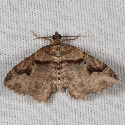 Hodges#7416 * Bent-line Carpet ♂ * Costaconvexa centrostrigaria
