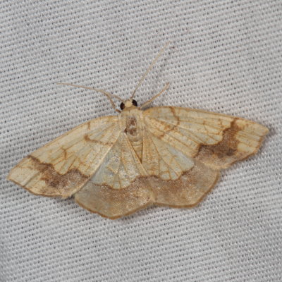 Hodges#7010 * Horned Spanworm Moth * Nematocampa resistaria