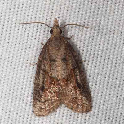 Hodges#3740 * Tufted Apple Bud Moth * Platynota idaeusalis