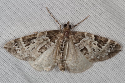Hodges#7206 * White Eulithis * Eulithis explanata
